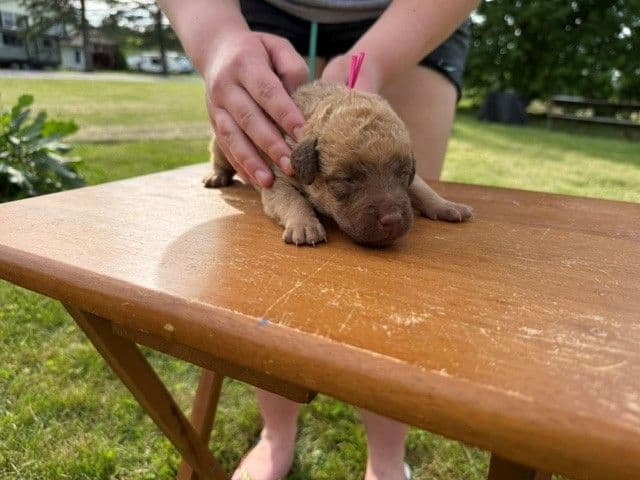 Chesapeake Bay Retriever Puppies breeder image 7
