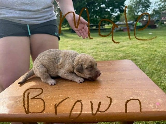 Chesapeake Bay Retriever Puppies breeder image 8