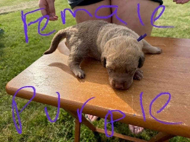Chesapeake Bay Retriever Puppies breeder image 10