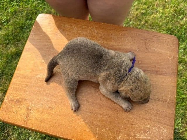 Chesapeake Bay Retriever Puppies breeder image 11