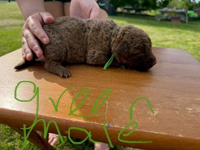 Chesapeake Bay Retriever Puppies breeder image 12
