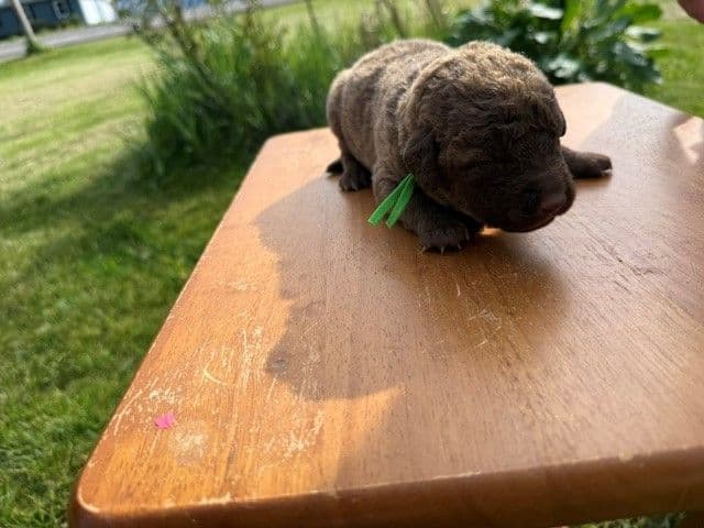 Chesapeake Bay Retriever Puppies breeder image 13