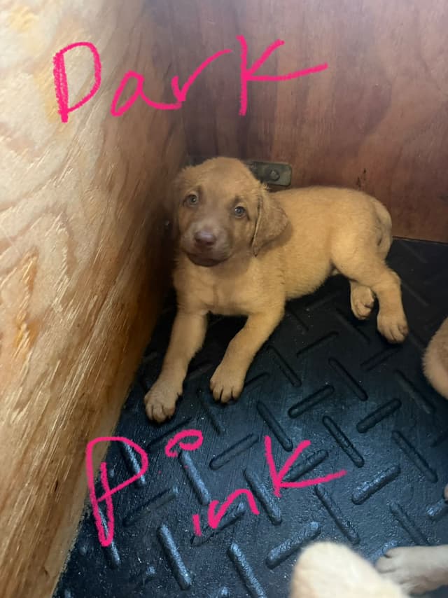 Chesapeake Bay Retriever Puppies media 3