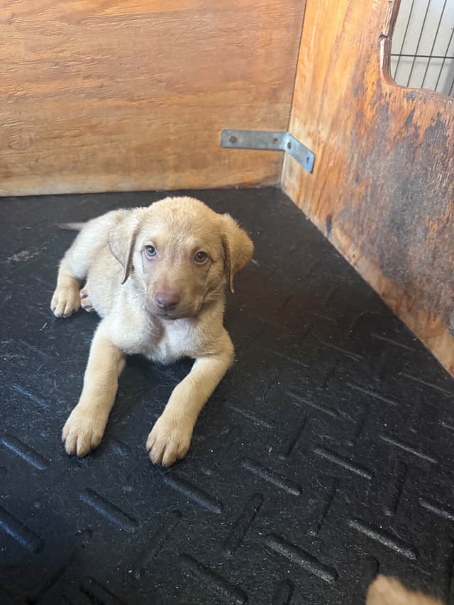 Chesapeake Bay Retriever Puppies media 4