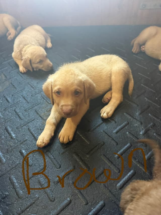 Chesapeake Bay Retriever Puppies media 6