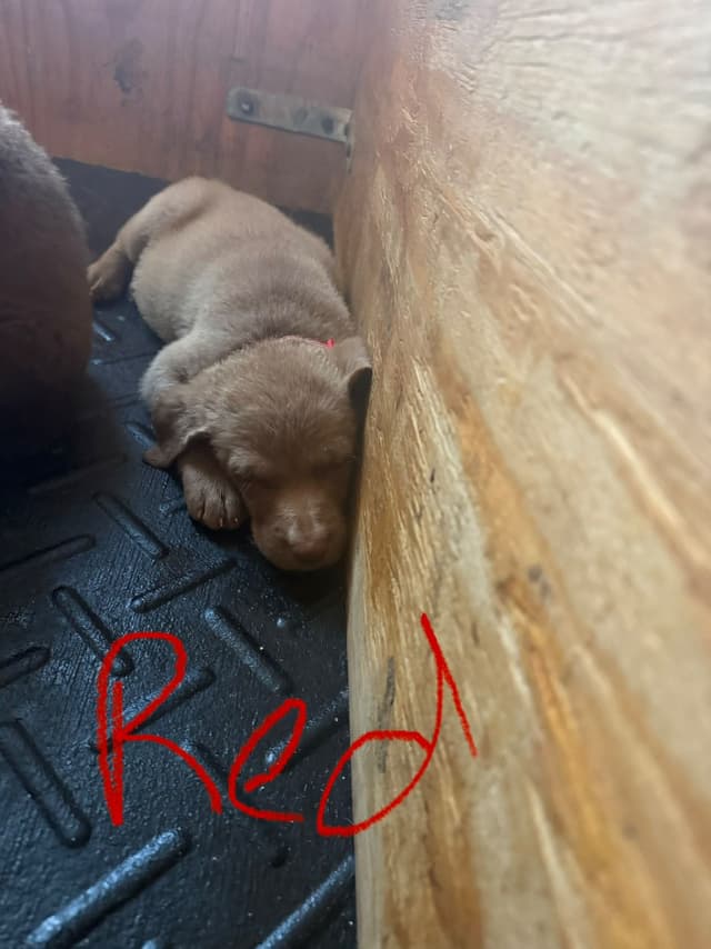 Chesapeake Bay Retriever Puppies media 7