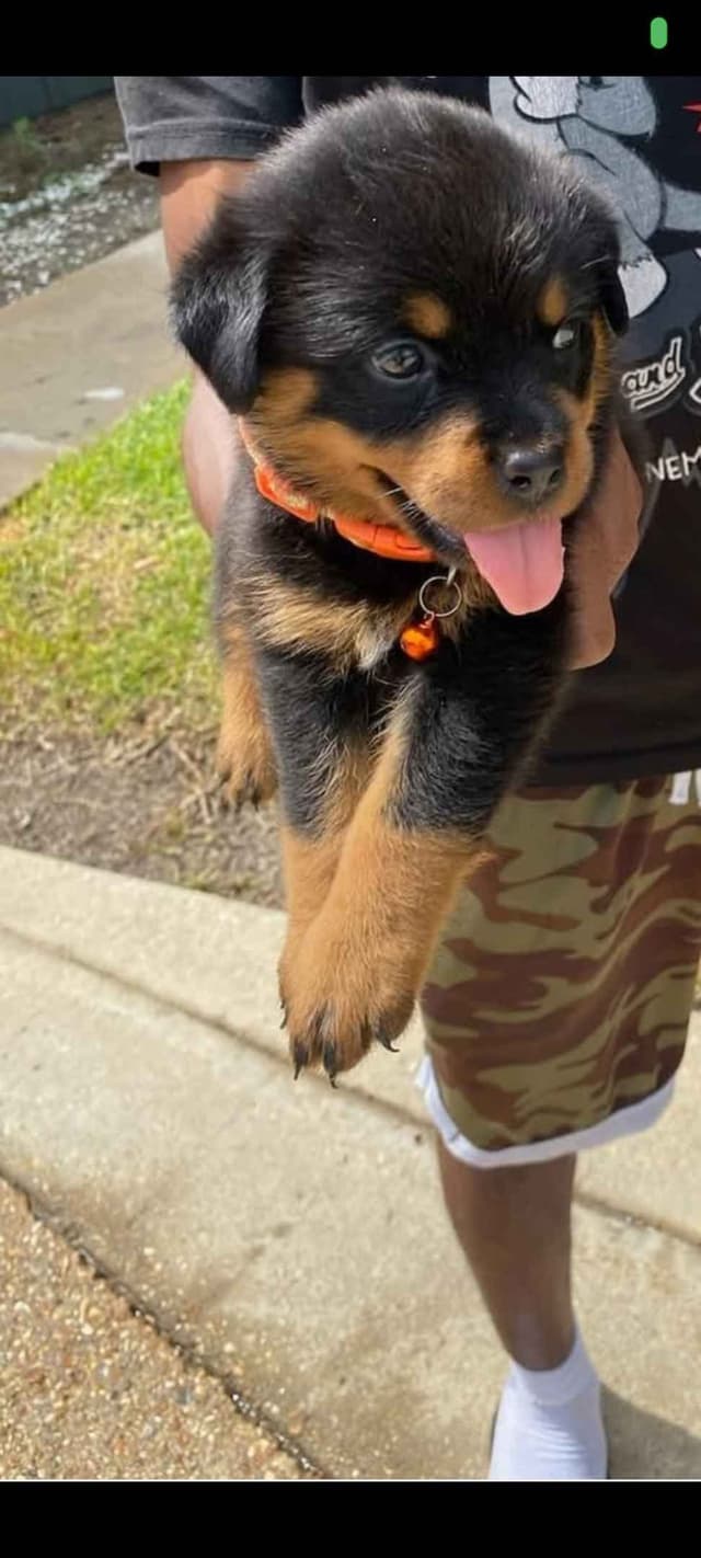 Rottweiler Puppies media 2