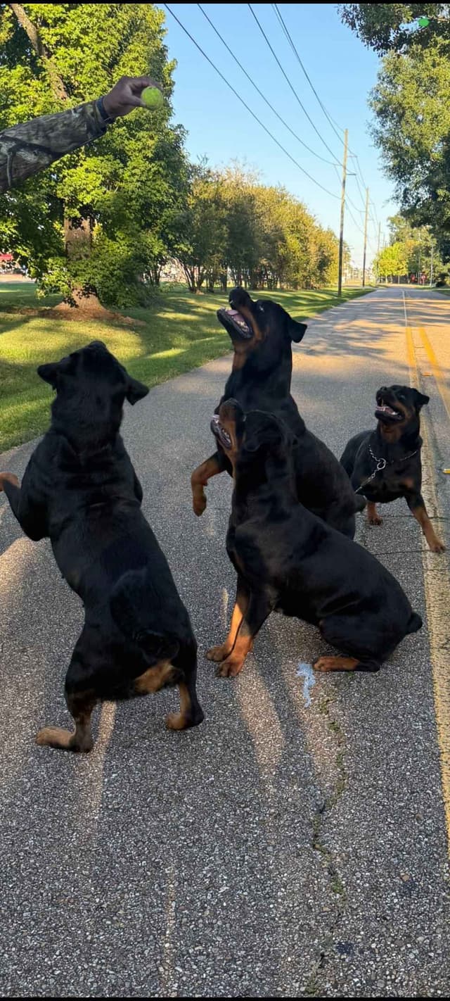 Rottweiler Puppies media 3