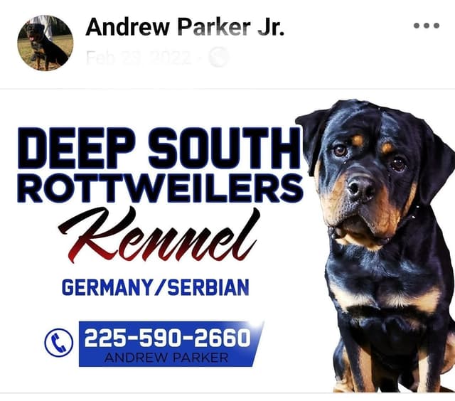 Rottweiler Puppies media 4