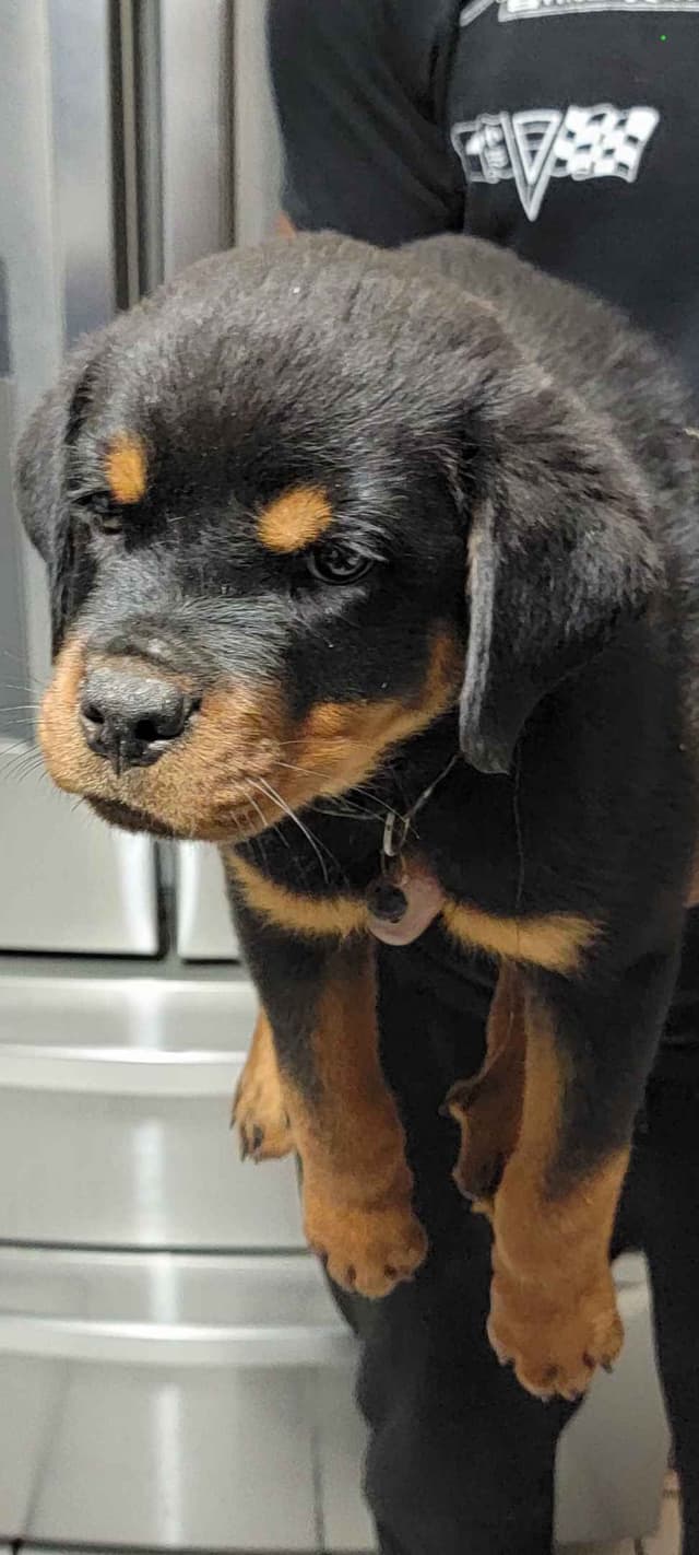 Rottweiler Puppies media 5
