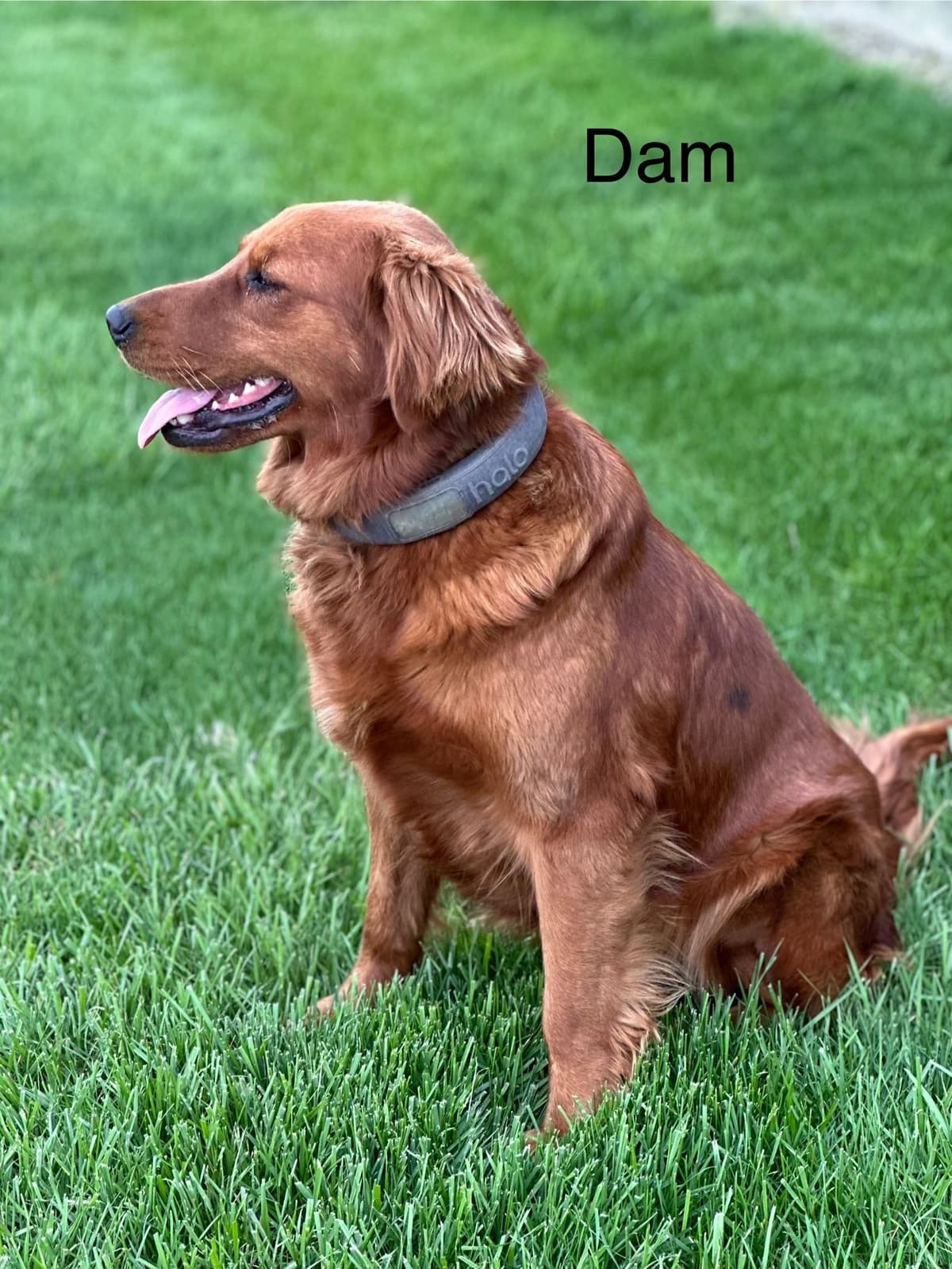 Golden Retriever Puppies breeder image 1