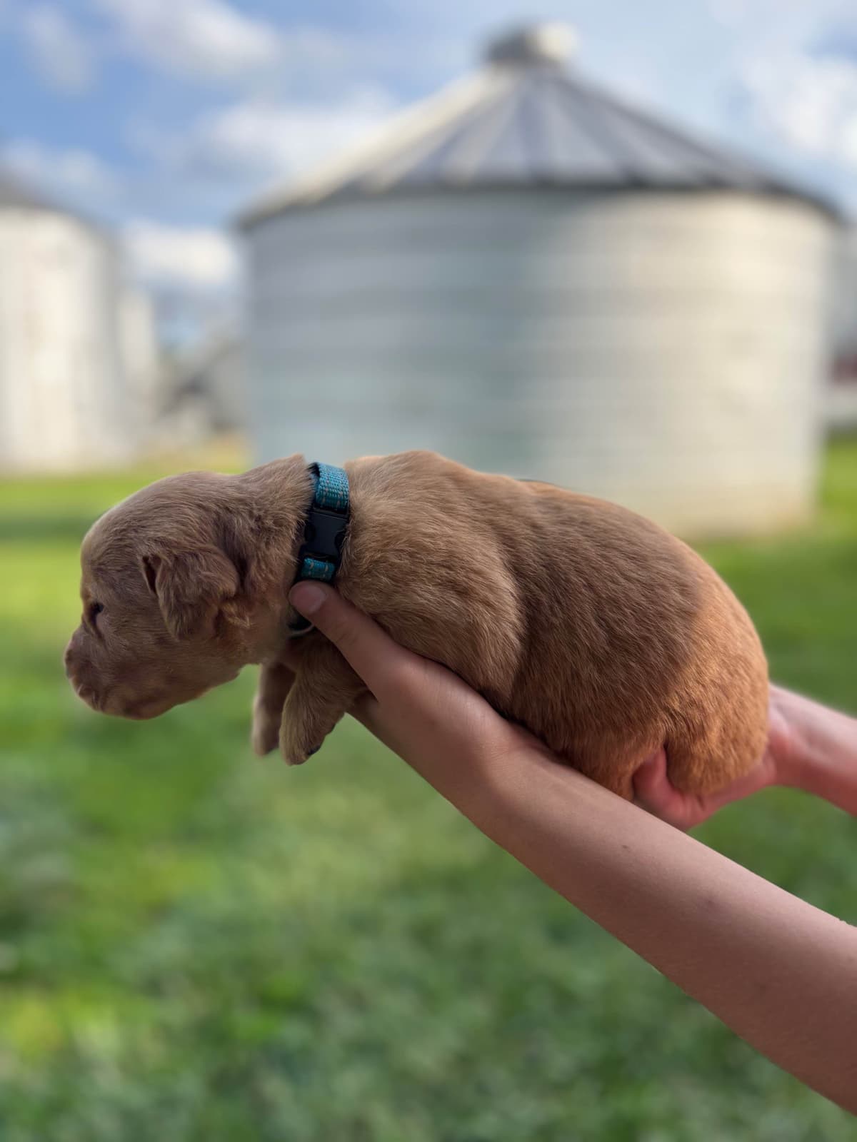 Golden Retriever Puppies breeder image 3