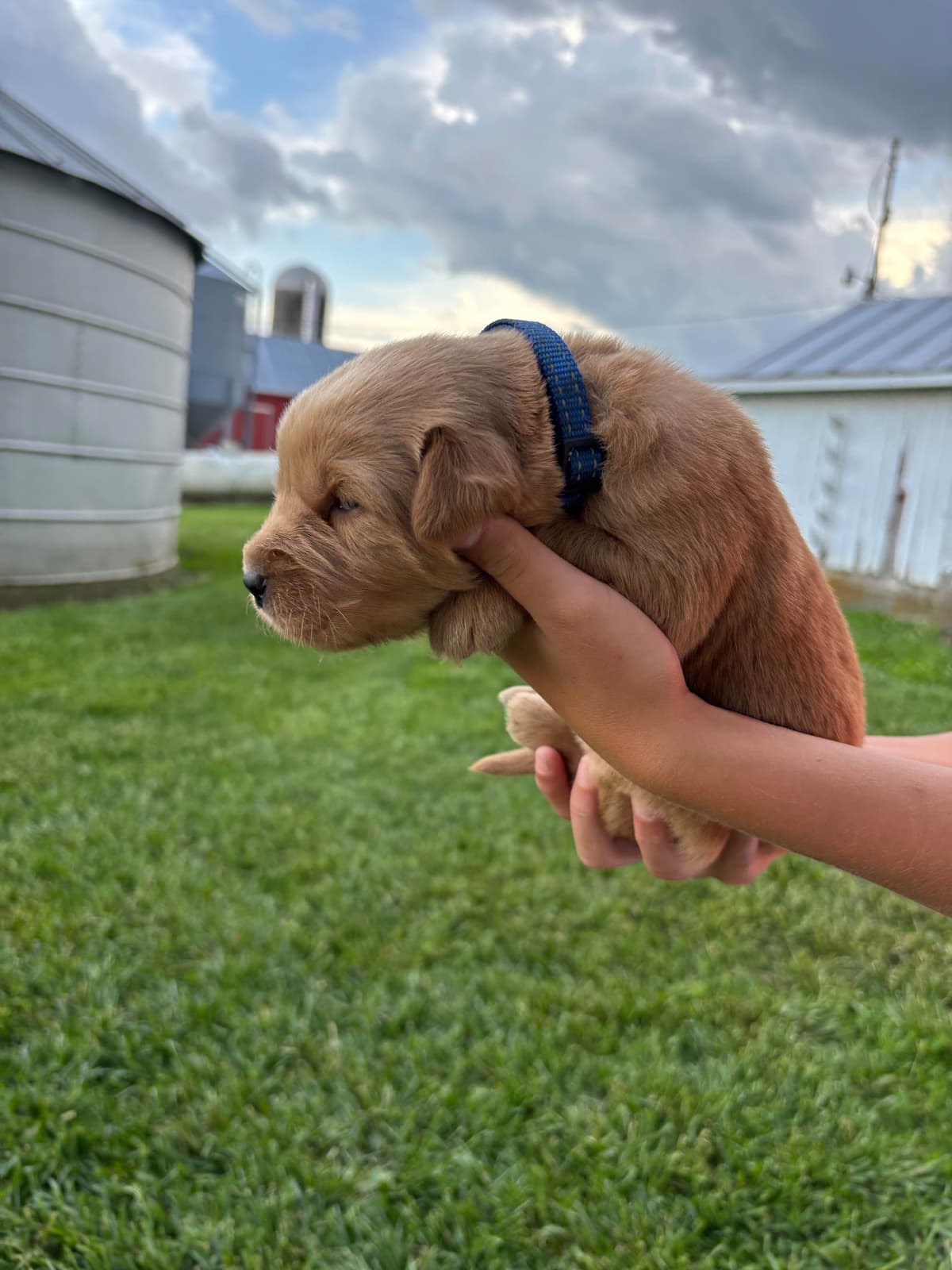 Golden Retriever Puppies breeder image 4