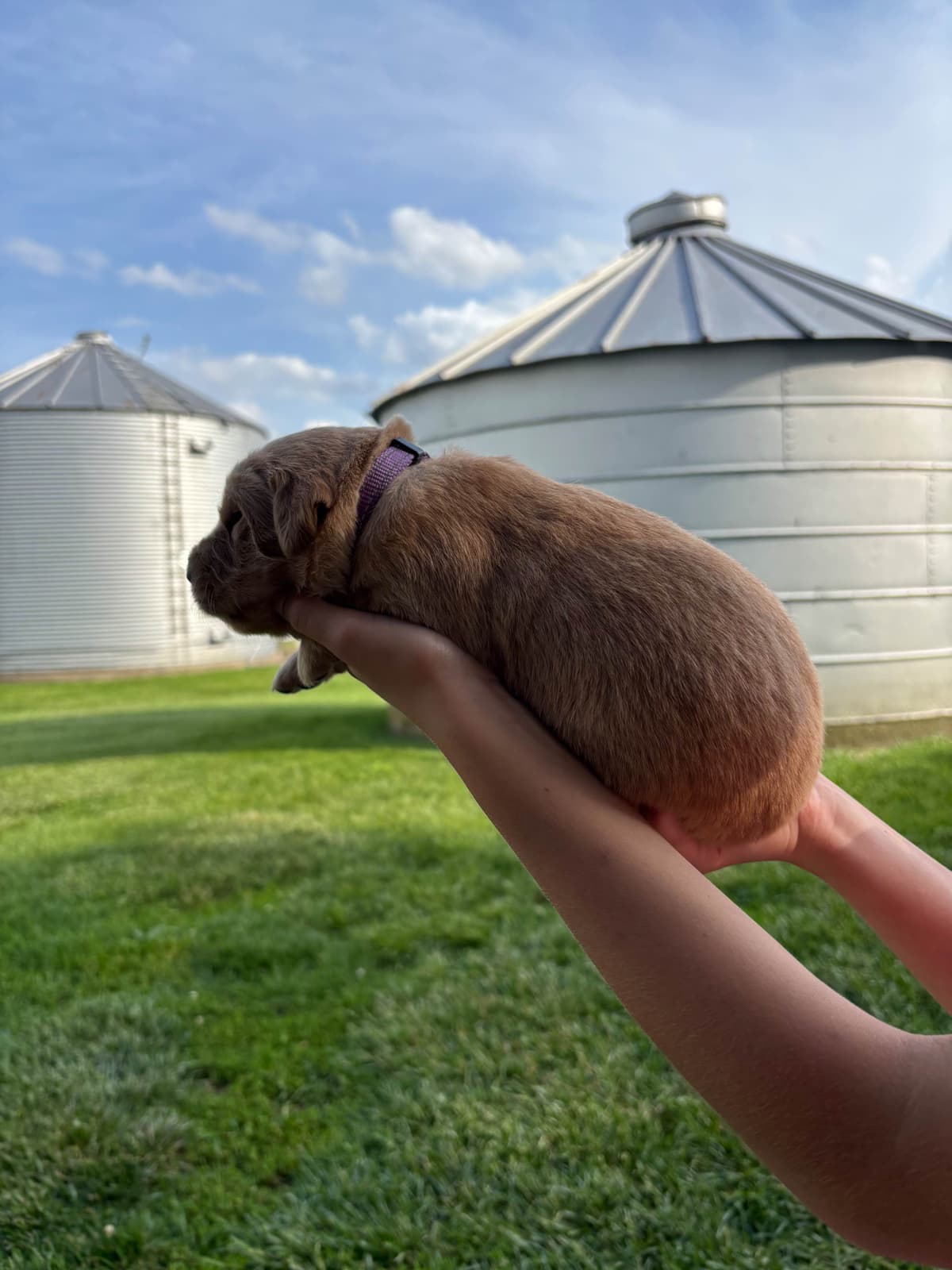 Golden Retriever Puppies breeder image 5