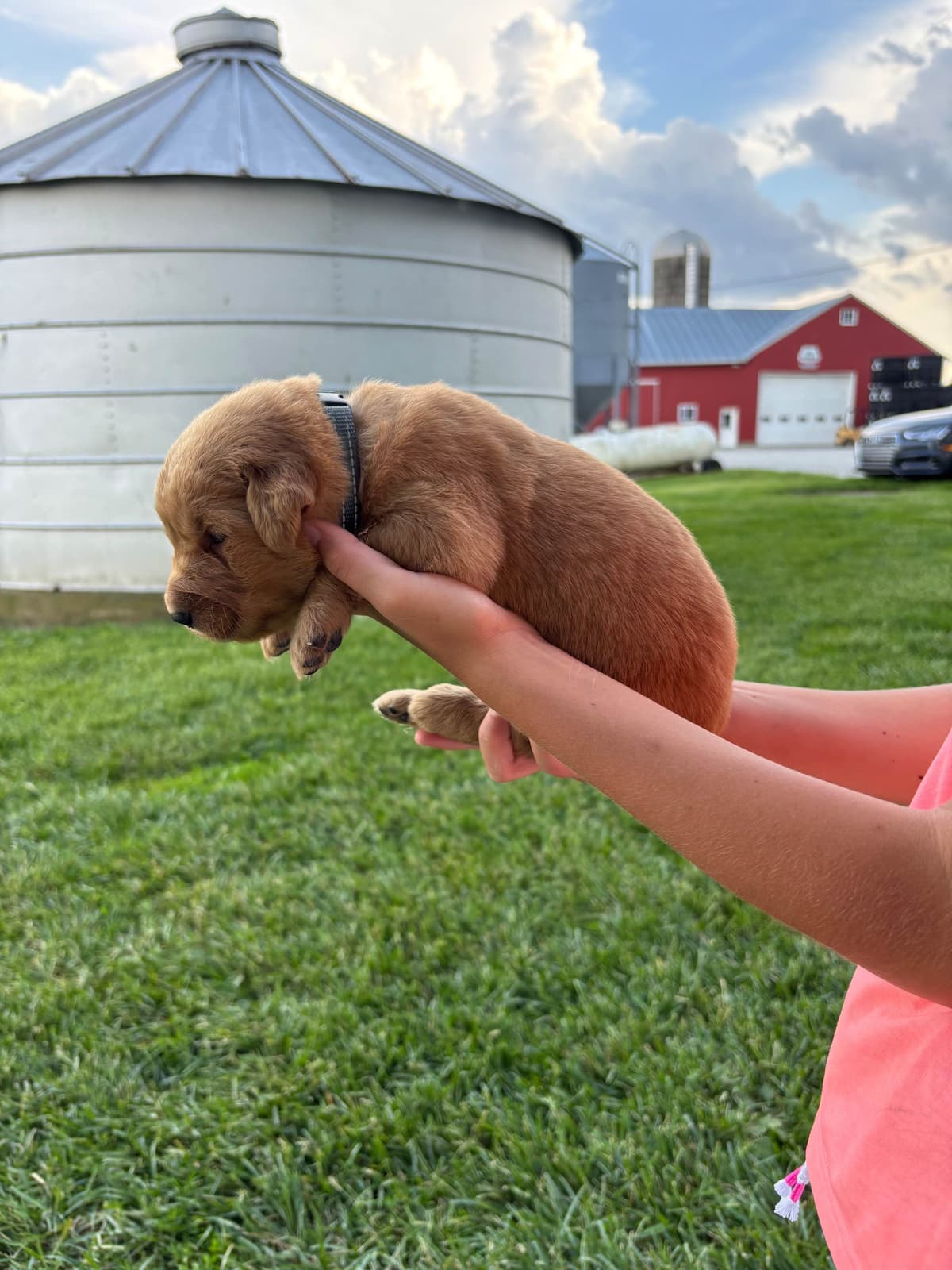 Golden Retriever Puppies breeder image 6