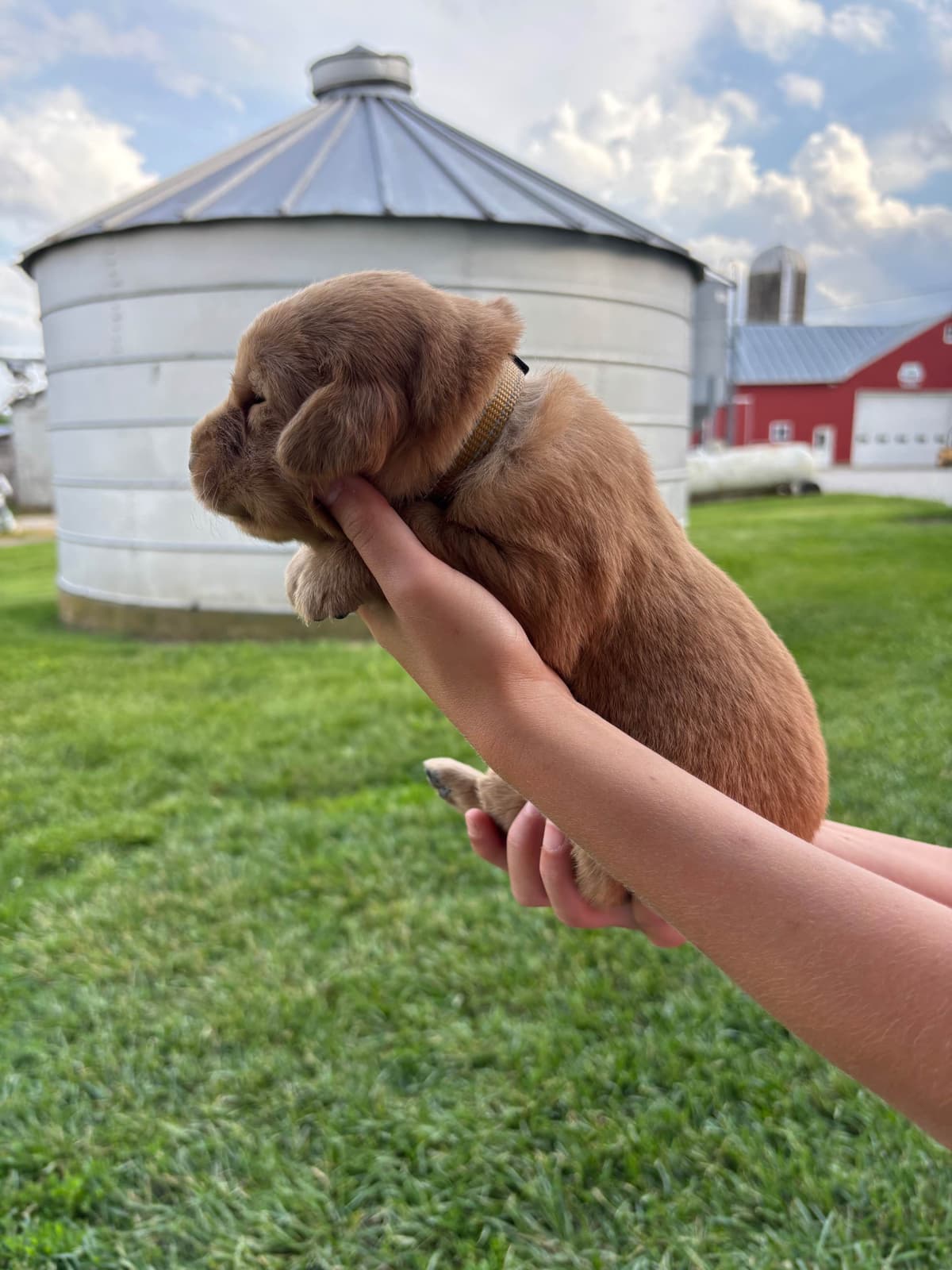 Golden Retriever Puppies breeder image 8