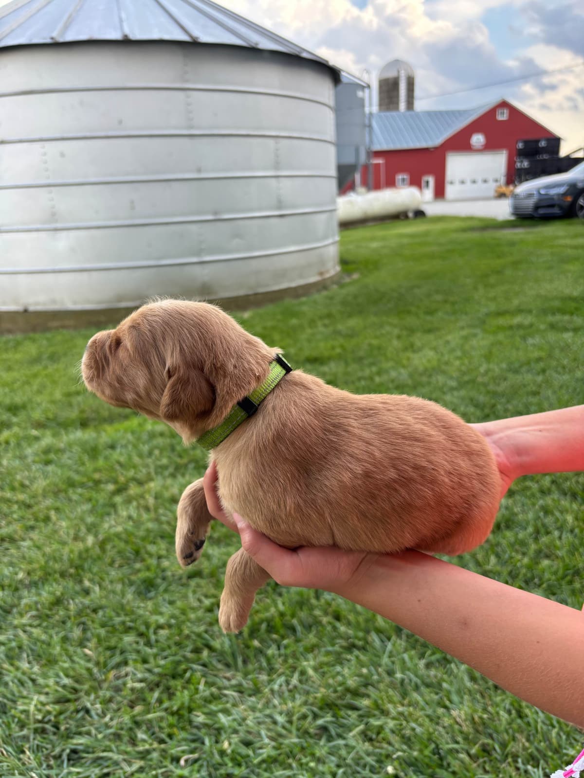 Golden Retriever Puppies breeder image 10