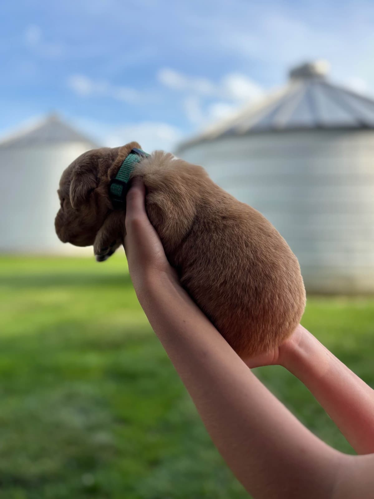 Golden Retriever Puppies breeder image 9