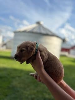 Golden Retriever Puppies media 2
