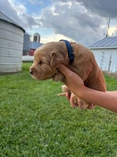 Golden Retriever Puppies media 4