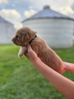 Golden Retriever Puppies media 6