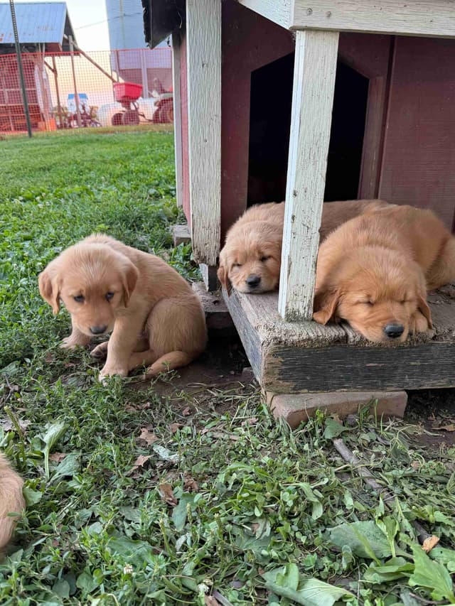 Golden Retriever Puppies media 7