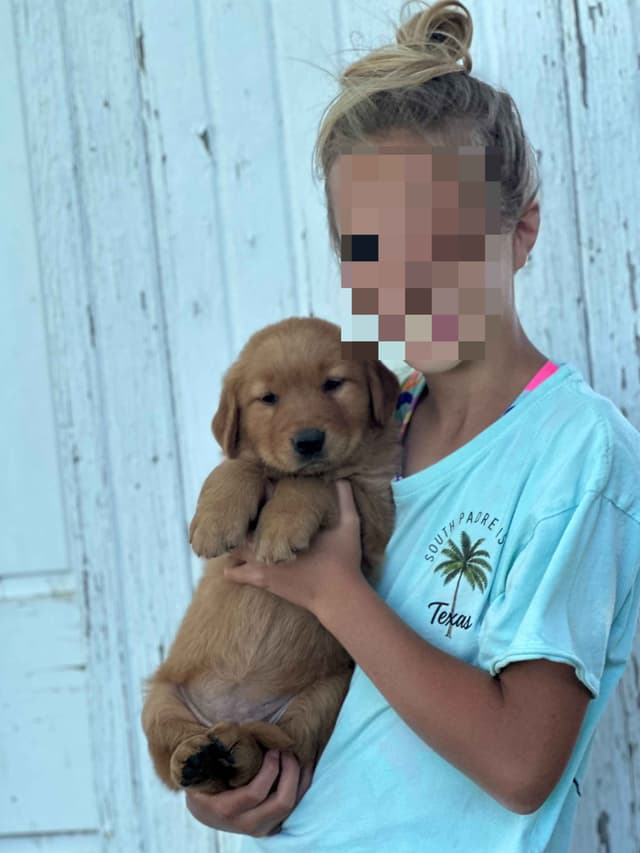 Golden Retriever Puppies media 8