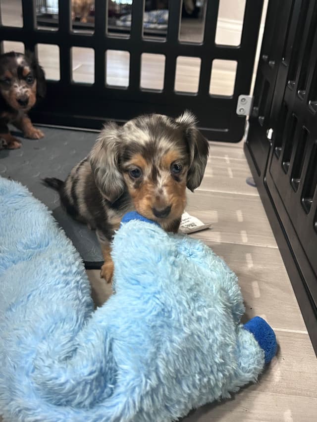 Dachshund Puppies- Ready May 26th media 2