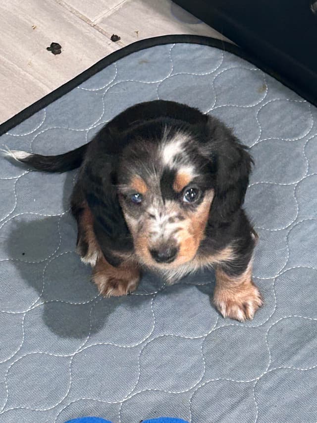 Dachshund Puppies- Ready May 26th media 3