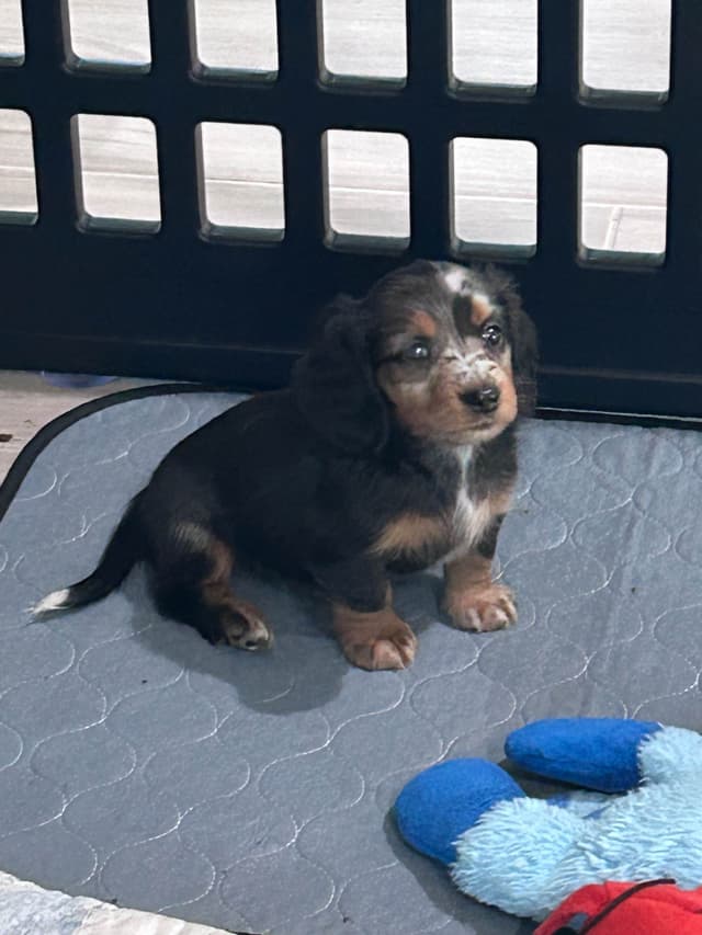 Dachshund Puppies- Ready May 26th media 4