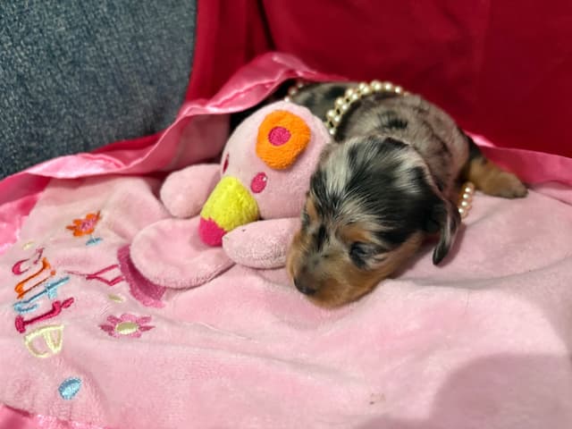 Dachshund Puppies- Ready May 26th media 5