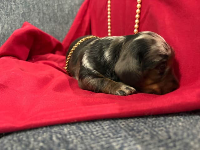 Dachshund Puppies- Ready May 26th media 6