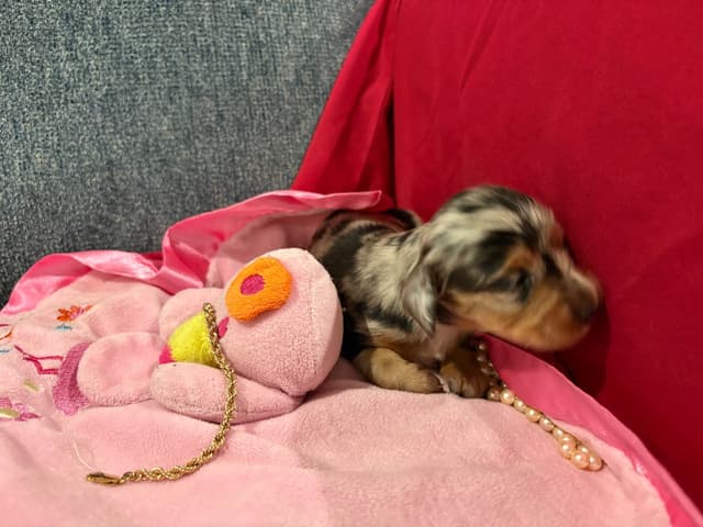 Dachshund Puppies- Ready May 26th media 7