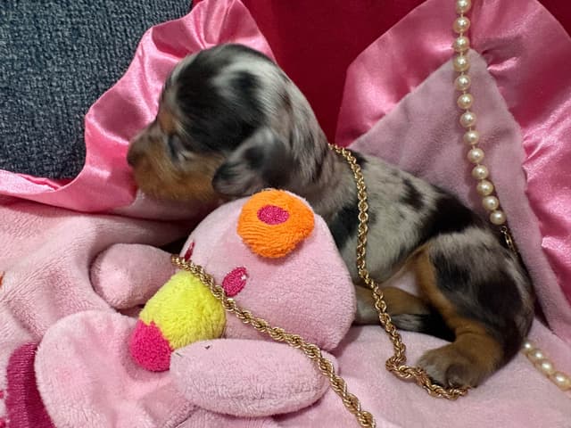 Dachshund Puppies- Ready May 26th media 8