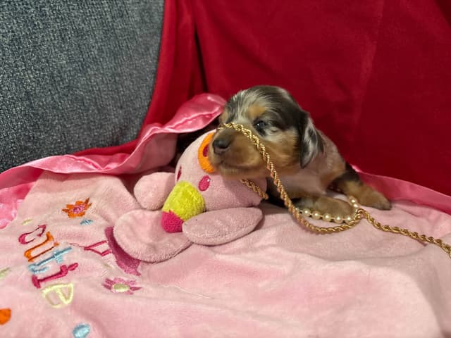 Dachshund Puppies- Ready May 26th media 9