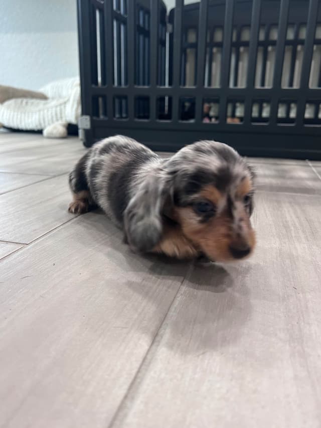 Dachshund Puppies- Ready May 26th media 10