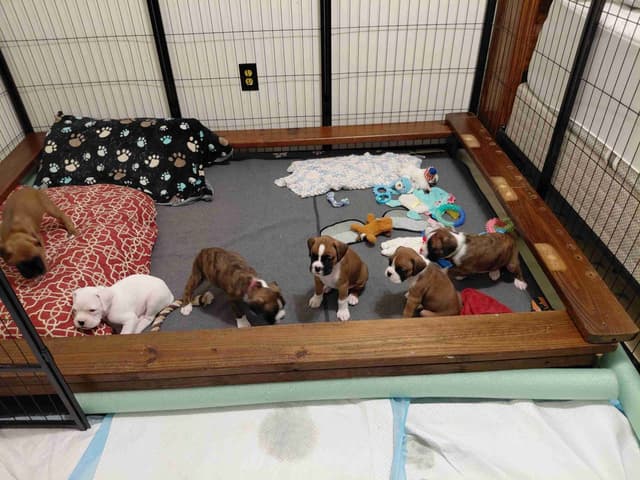 Boxer Puppy one female left media 2