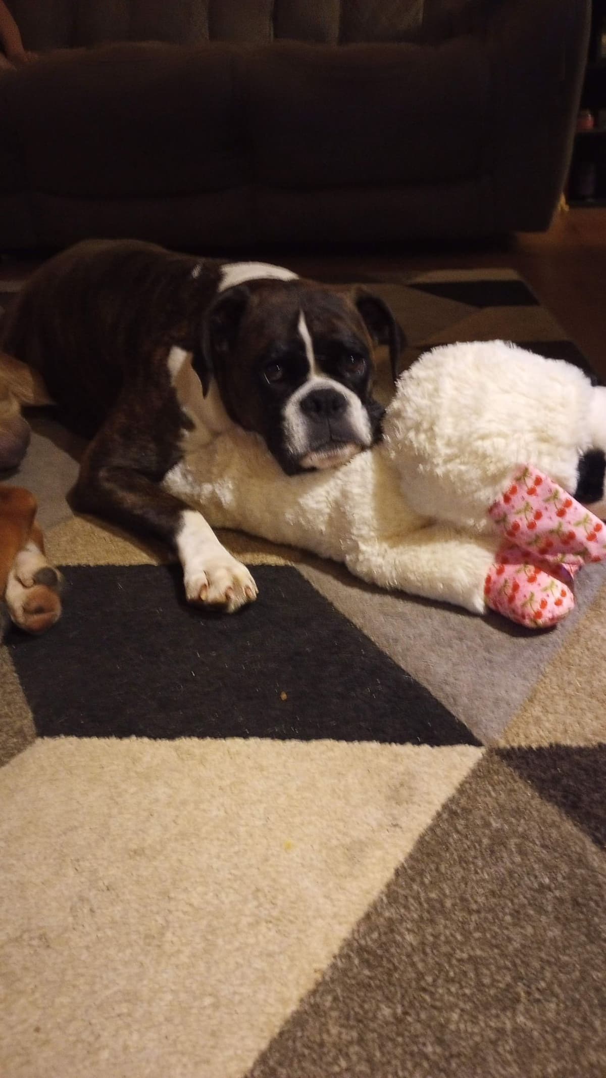 Boxer Puppy one female left breeder image 1