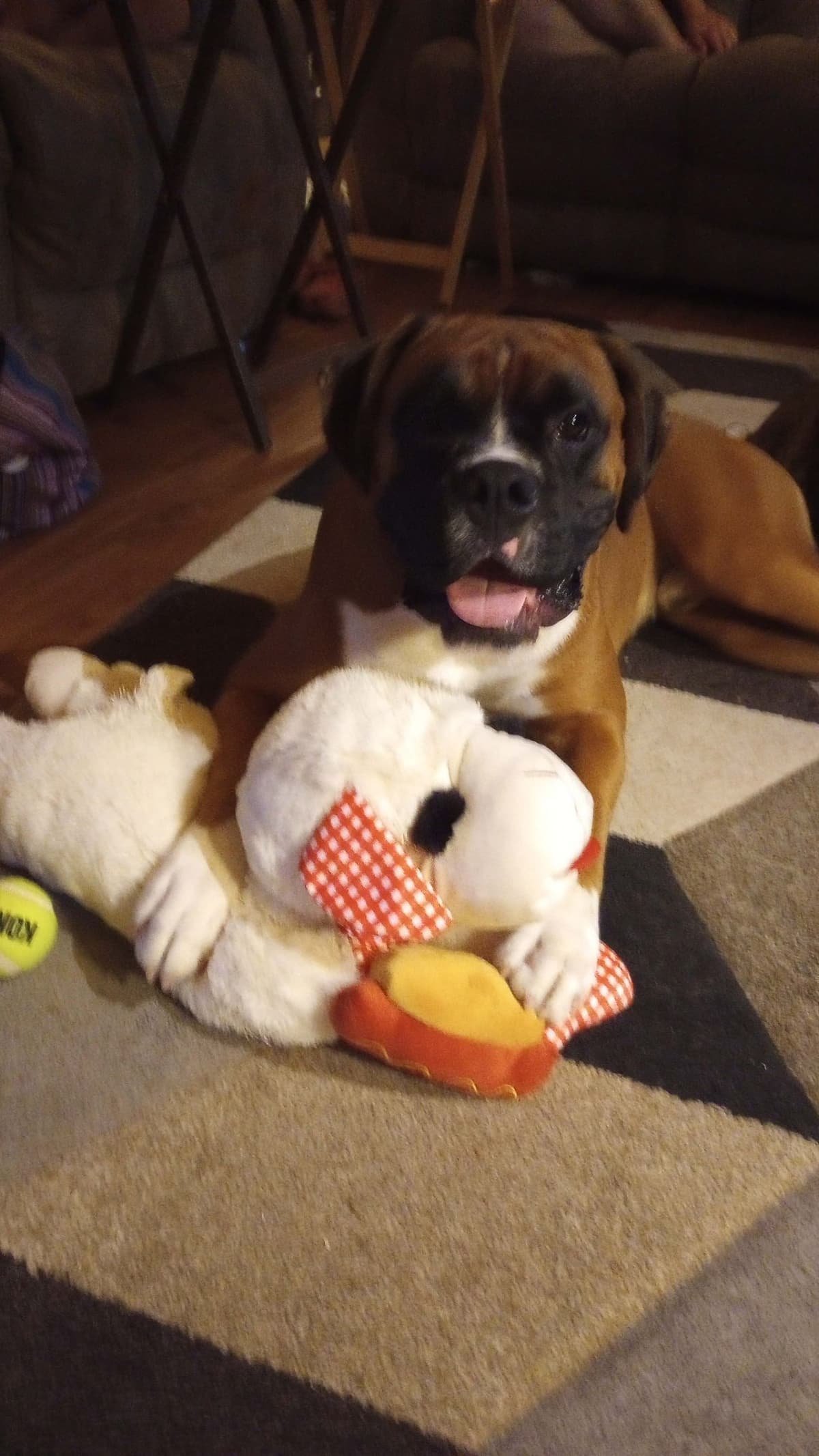 Boxer Puppy one female left breeder image 3