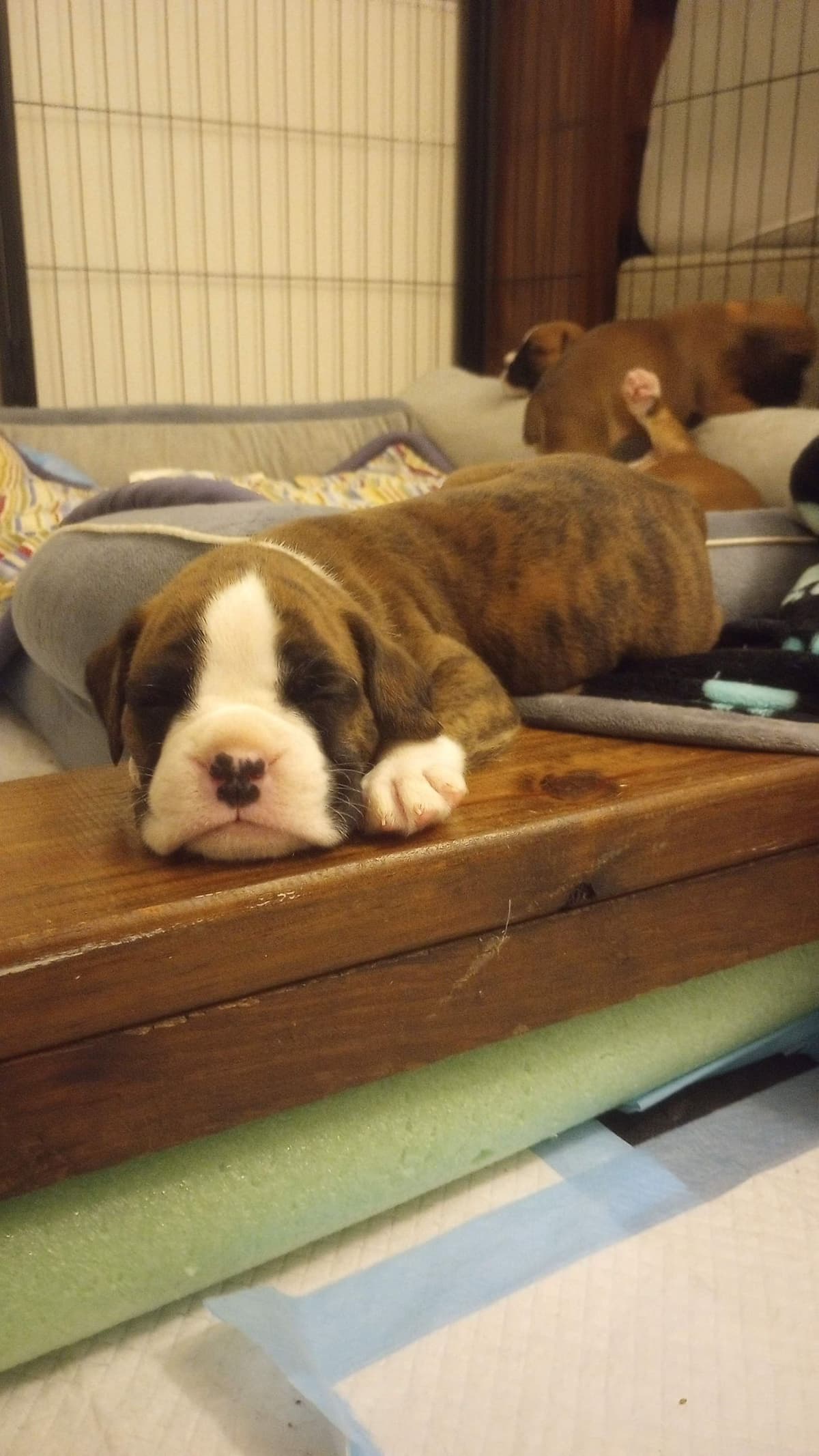 Boxer Puppy one female left breeder image 4