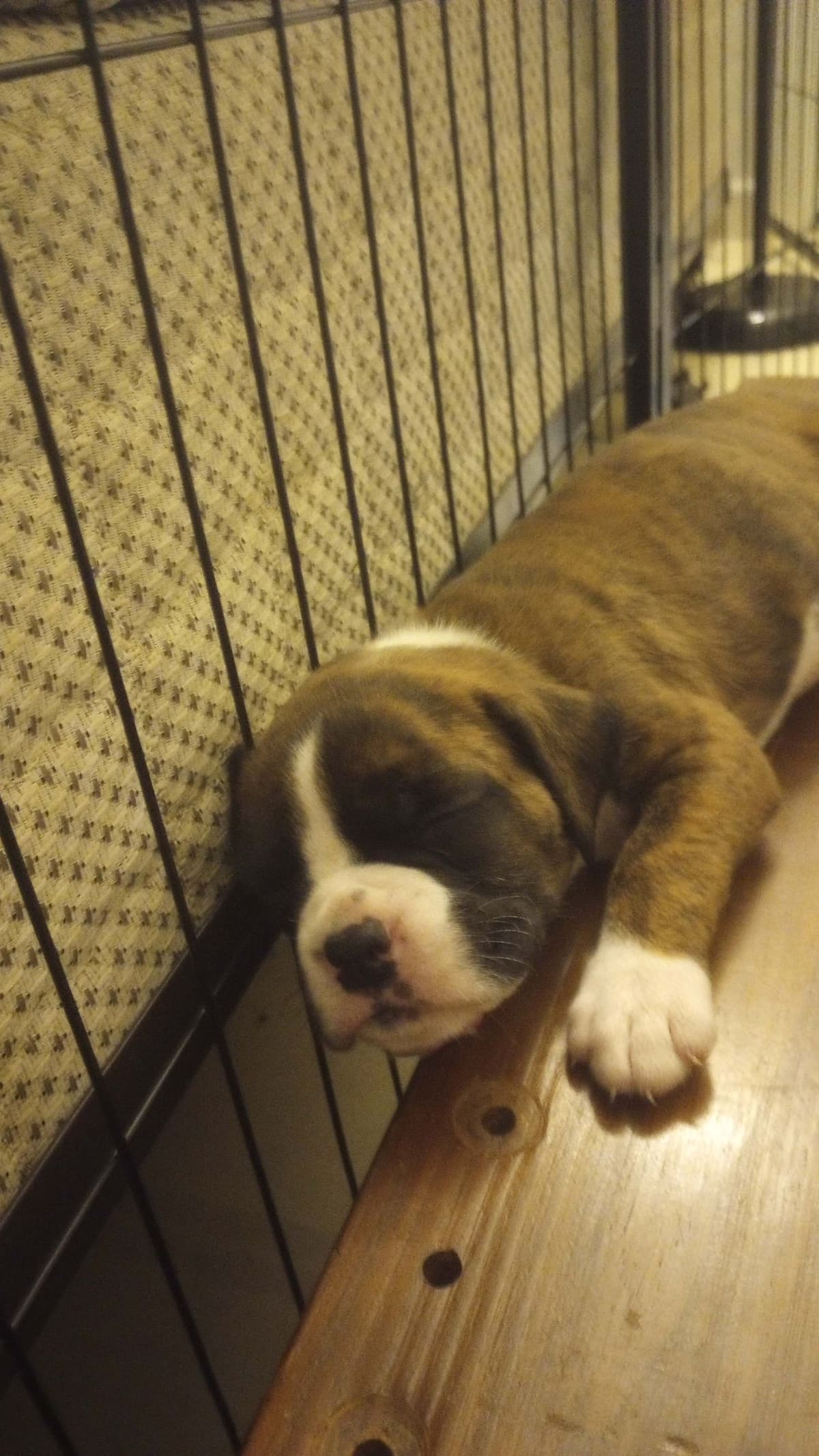 Boxer Puppy one female left breeder image 5