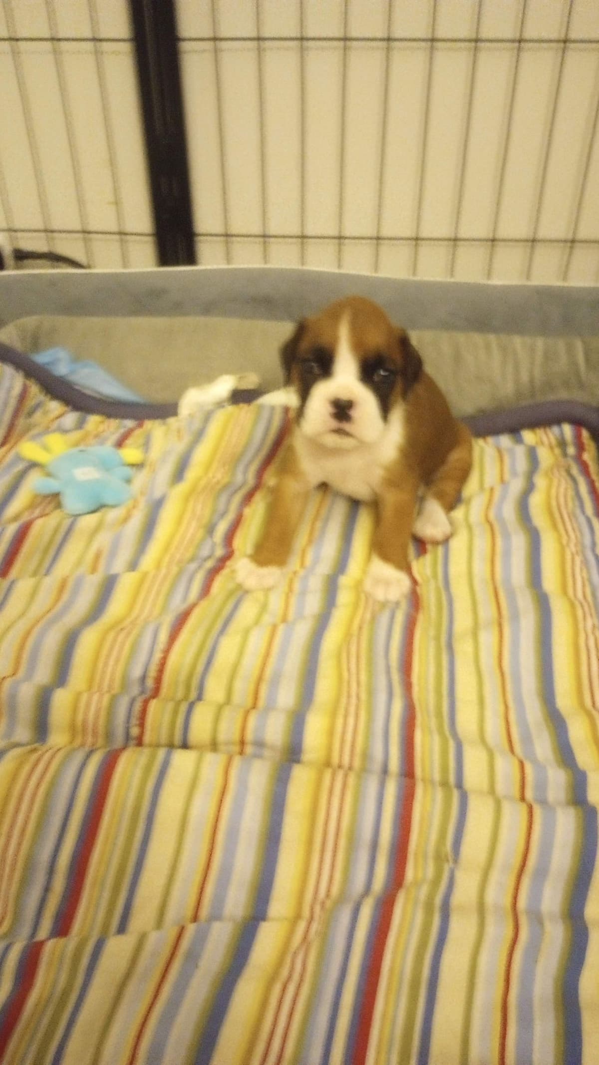 Boxer Puppy one female left breeder image 6