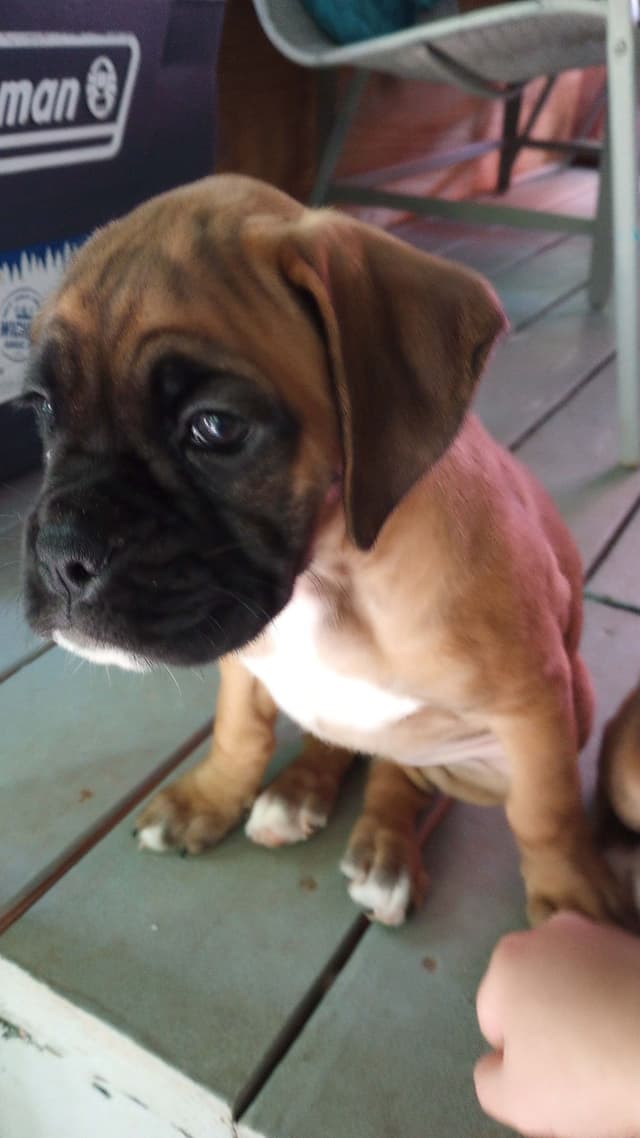Boxer Puppy one female left media 3