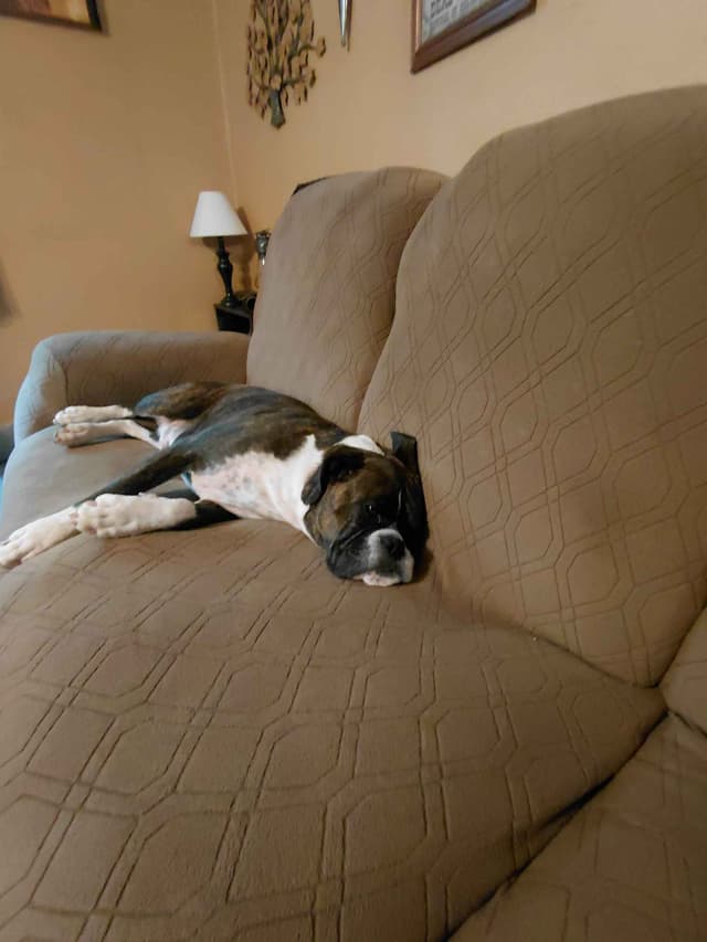 Boxer Puppy one female left media 5