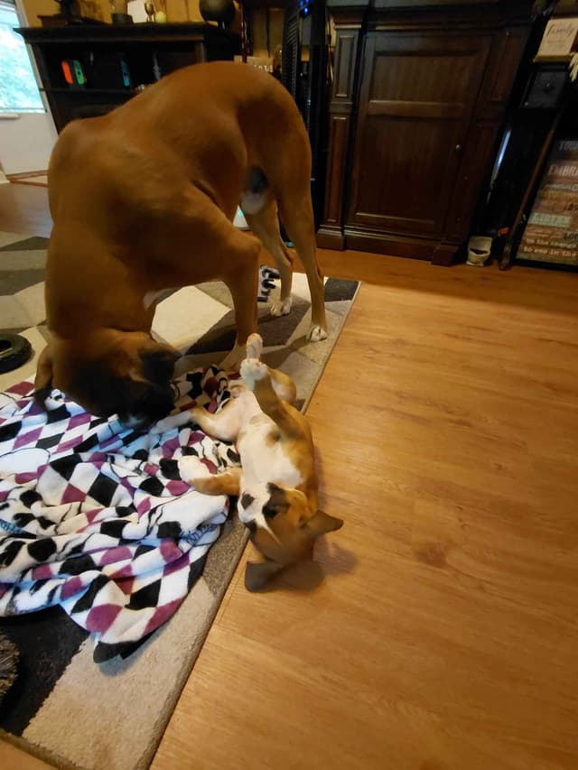 Boxer Puppy one female left media 6