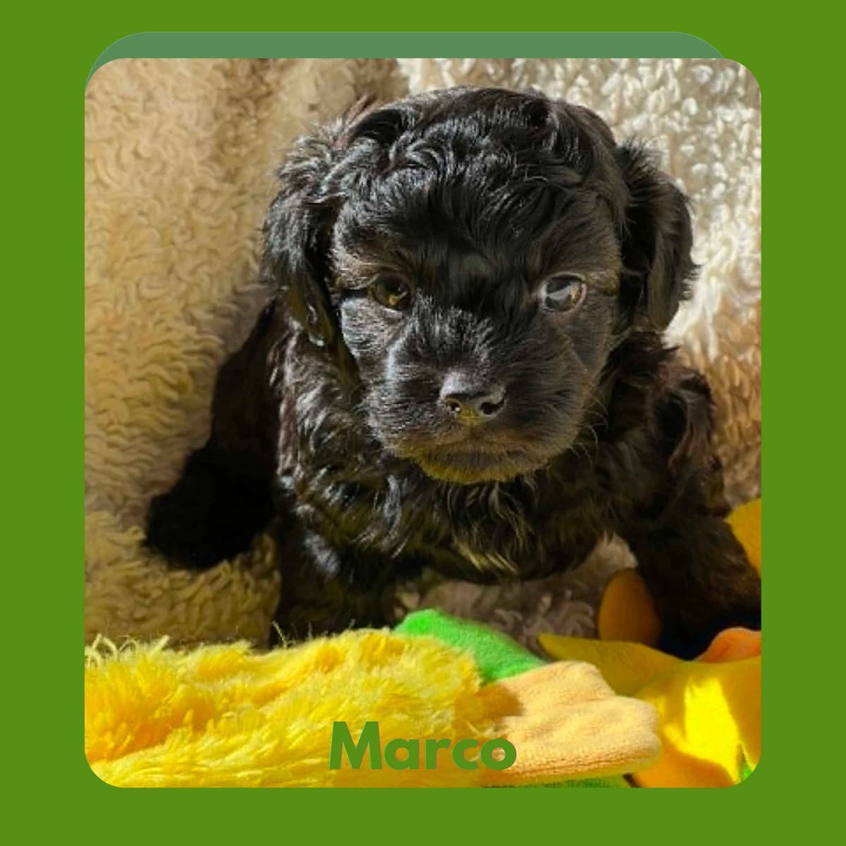 Brussels Griffon Puppies breeder image 5