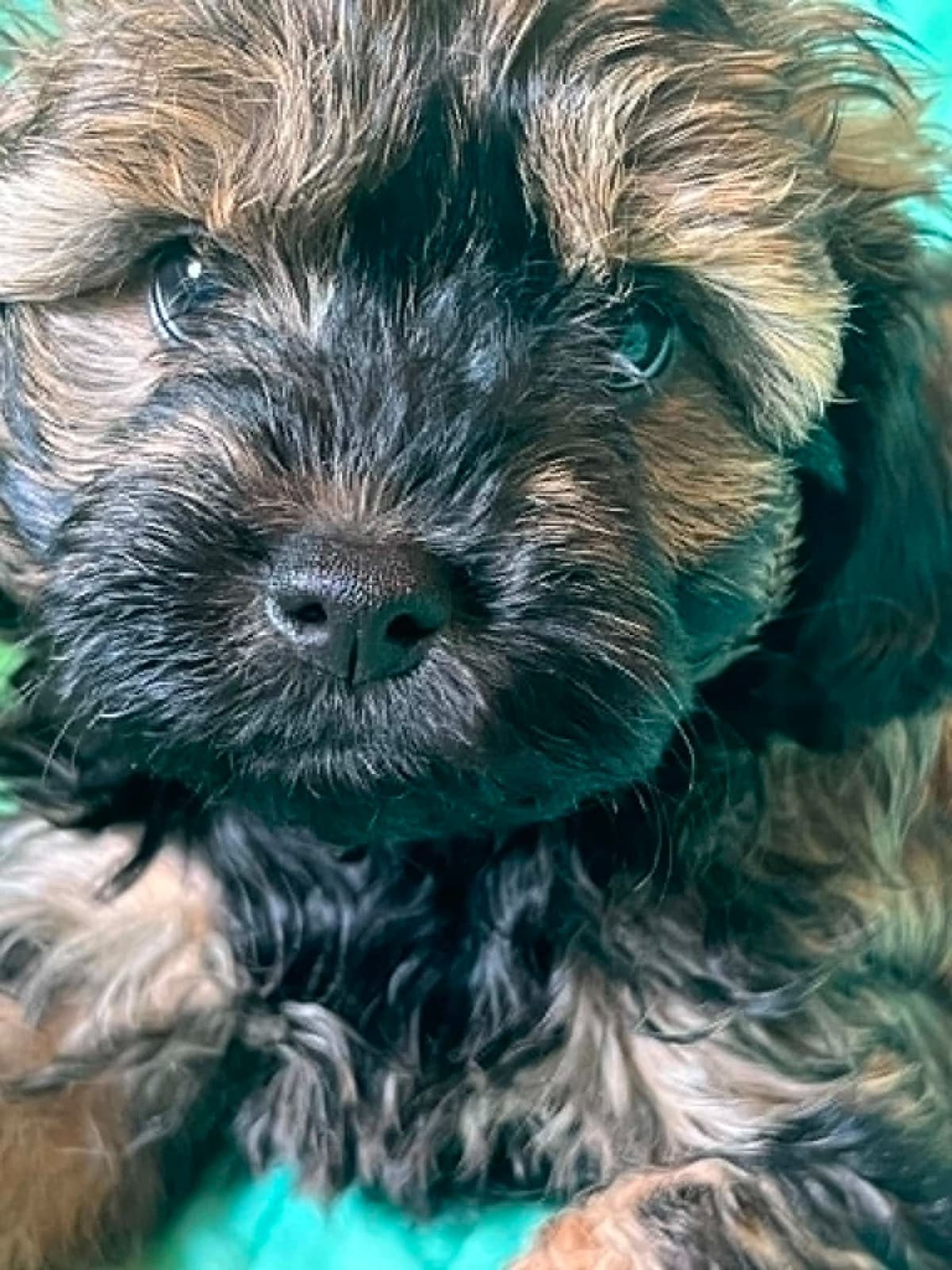 Brussels Griffon Puppies breeder image 2