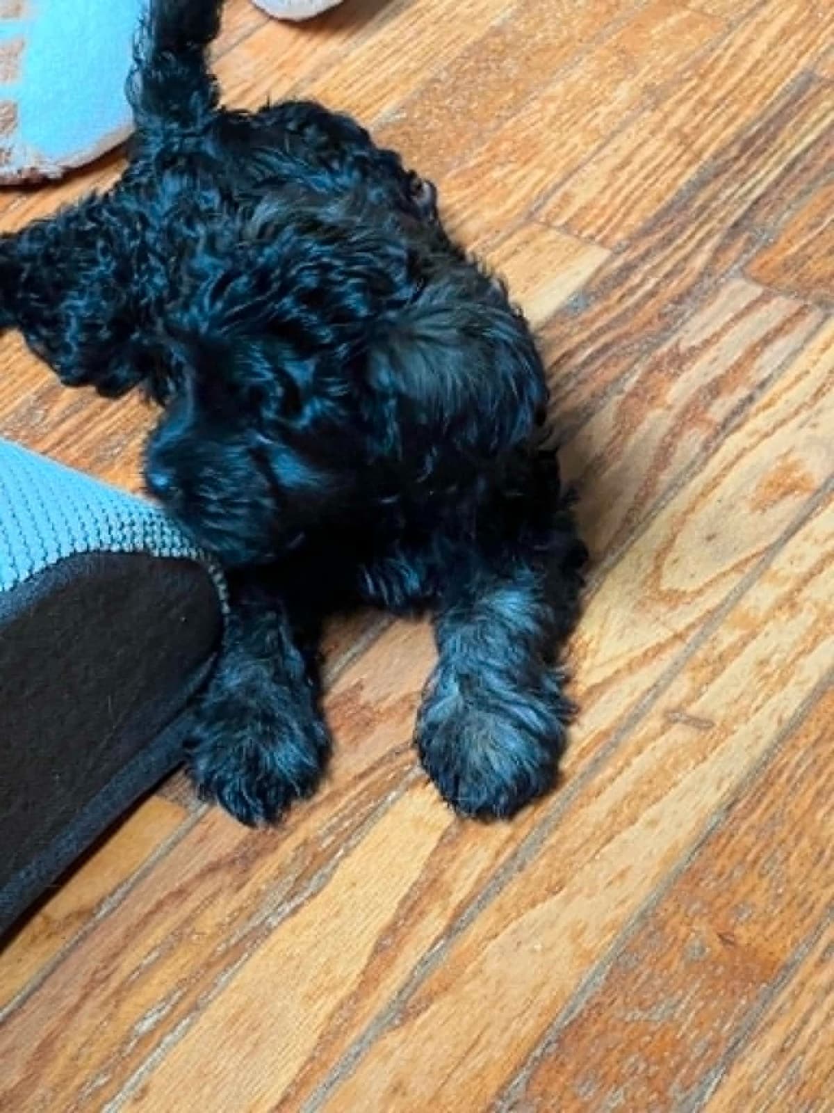 Brussels Griffon Puppies breeder image 4