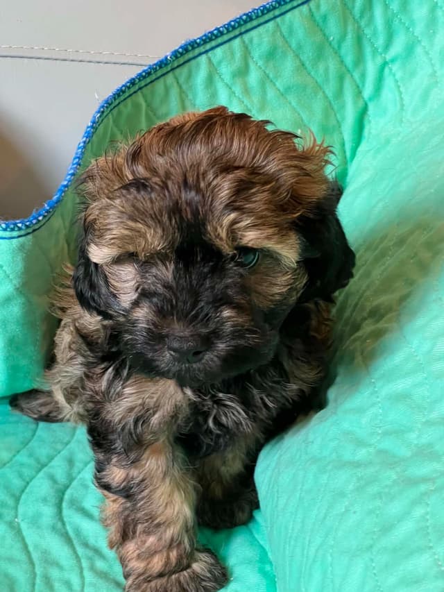 Russian Tsvetnaya Bolonka Puppies media 4
