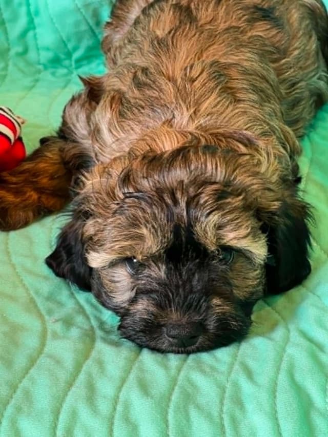 Russian Tsvetnaya Bolonka Puppies media 5